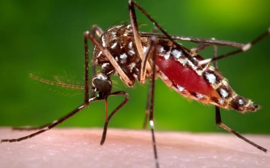 dengue-mosquito