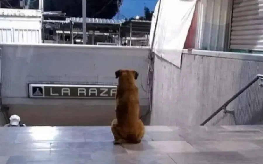 perro_espera_a_su_dueña