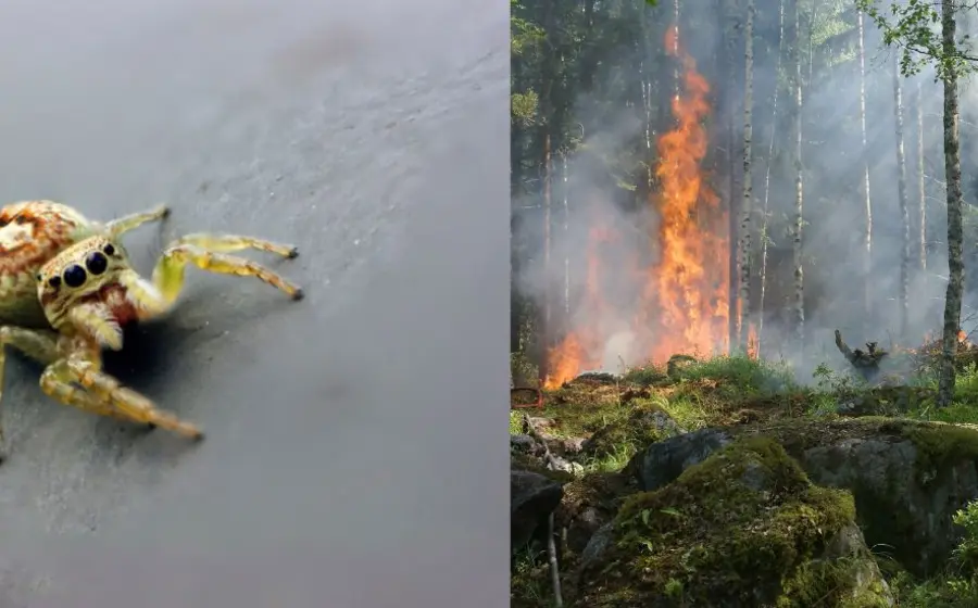 portada_incendio_en_utah