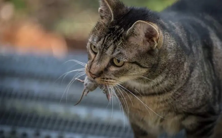 gato-con-raton-en-la-boca