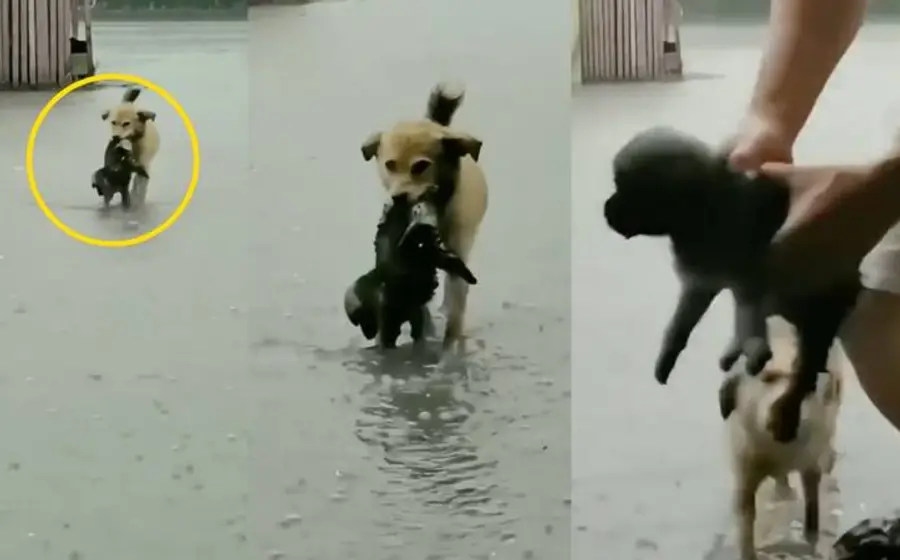 Héroe canino