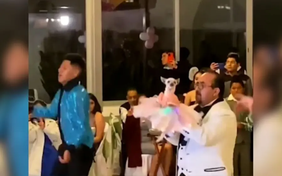 perrita-fiesta-xv-años