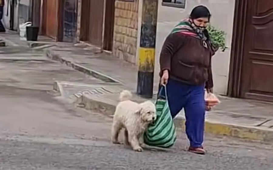 perrito 