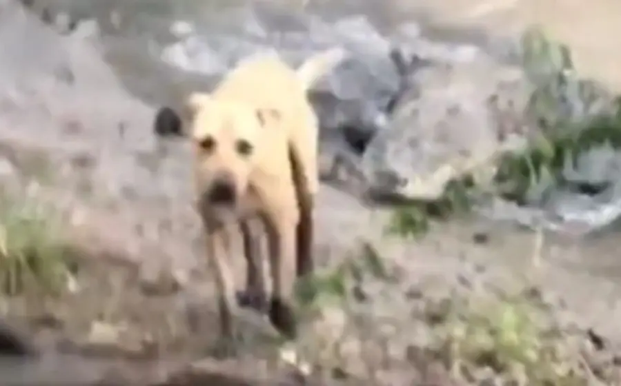 perrito-en-rio-cocodrilo
