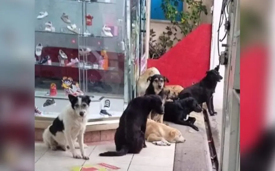 perritos-calle 