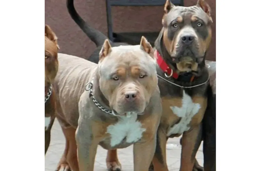 Pitbulls