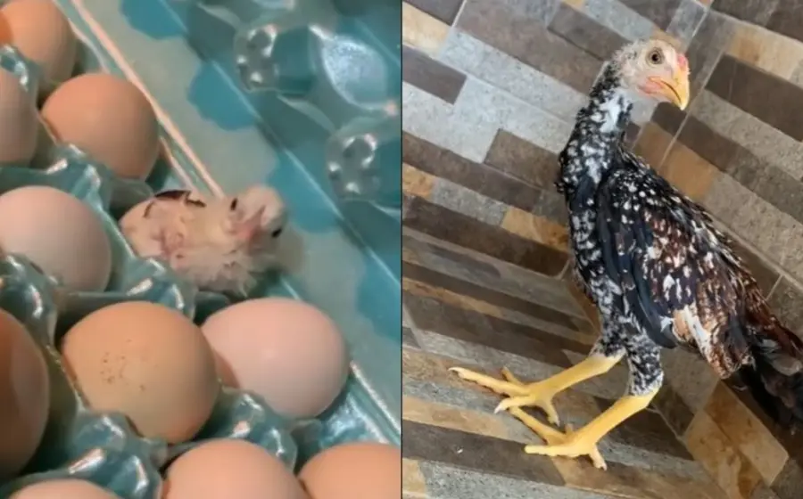 cono-huevo-pollito 