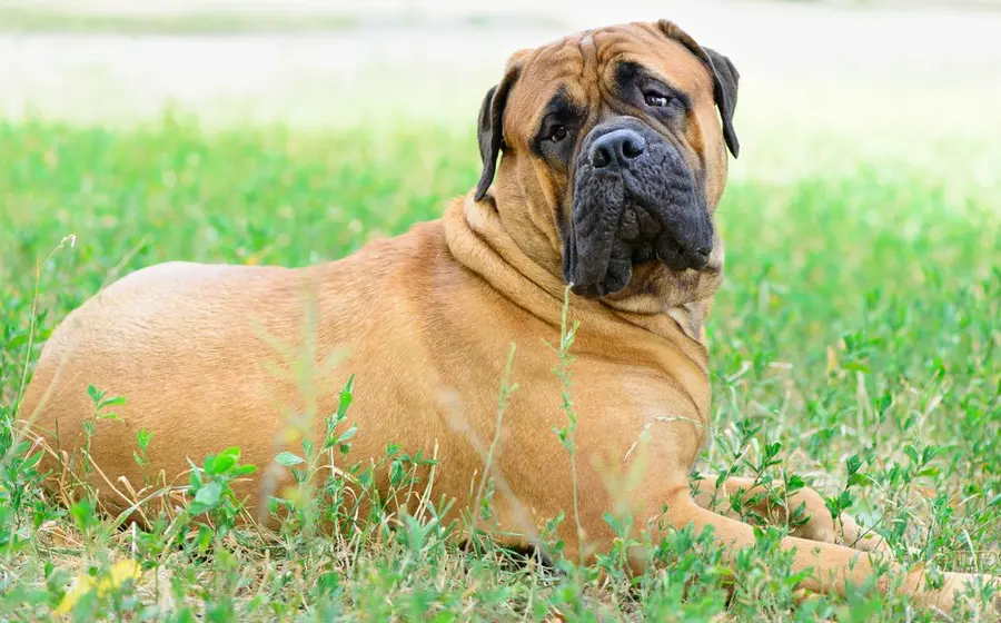 razas-perros-bullmastif-ataque-niño 