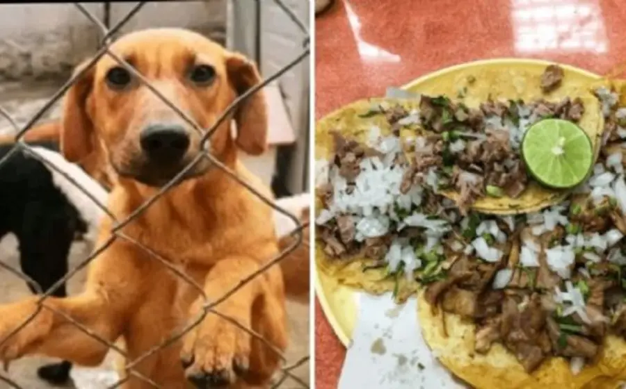Tacos sospechosos