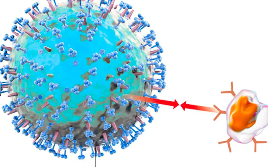 virus_htlv