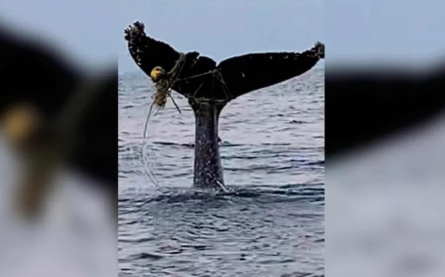 cola-de-ballena 