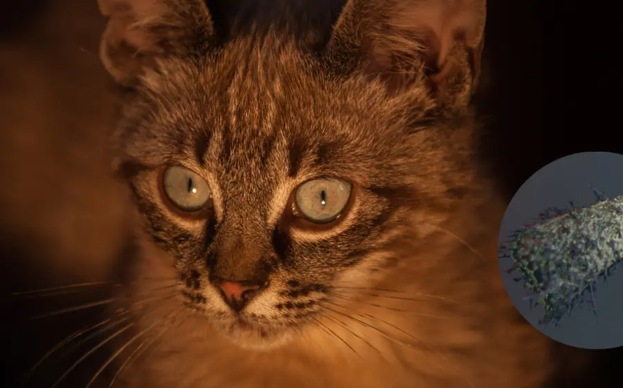 gato-rabia