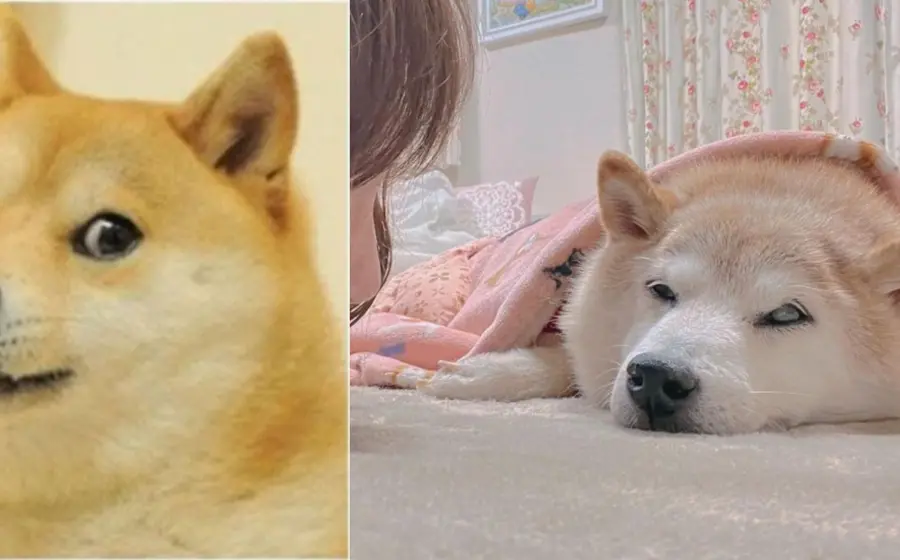 kasobu_doge_grave