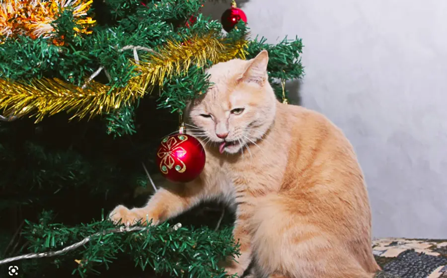 gato 