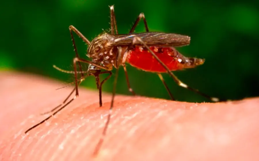 mosquito