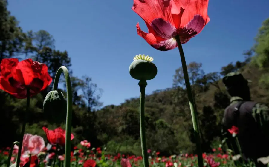 amapola 