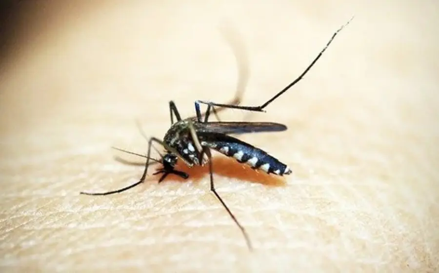 mosquito 