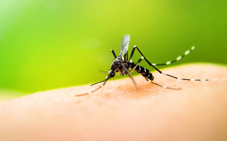mosquito 