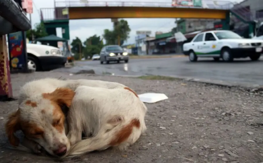 Un auto negro pasa encima de una perrita y una vez que dicha unidad huye, reaparece el can, el cual deja manchas de sangre en el pavimento. 