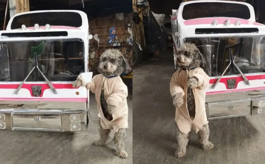 El vehículo es mucho más pequeño que un autobús normal, pero tiene el mismo aspecto.