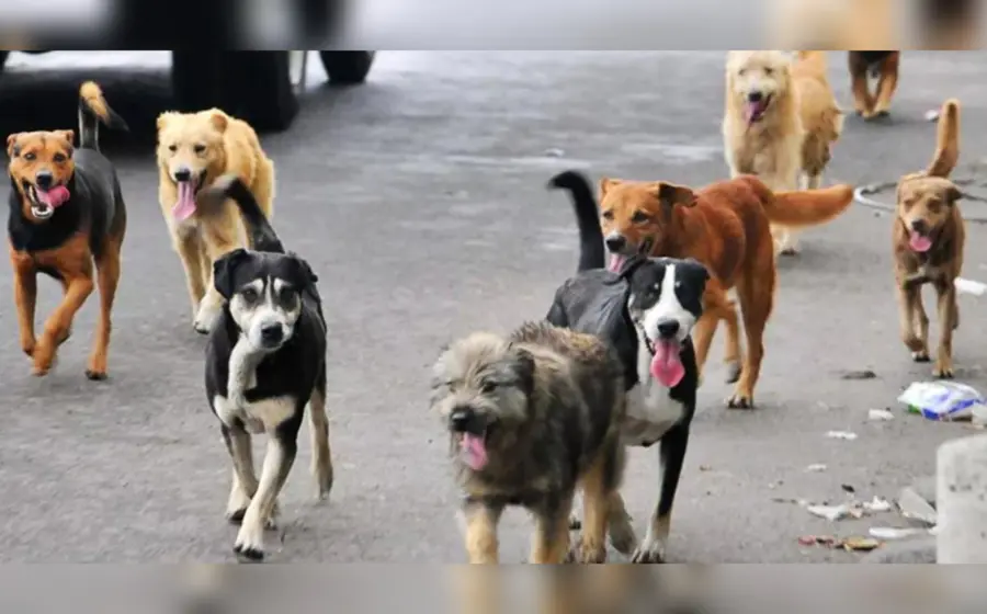perros1
