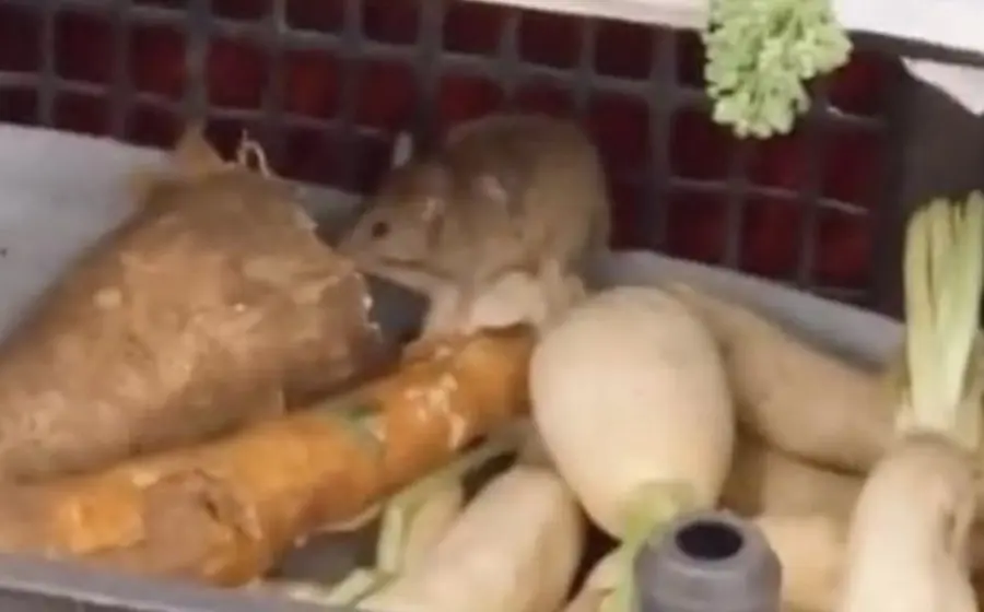 rata_comiendo_frutas
