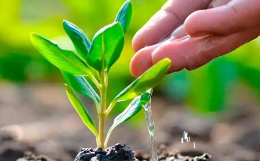 reforestacion