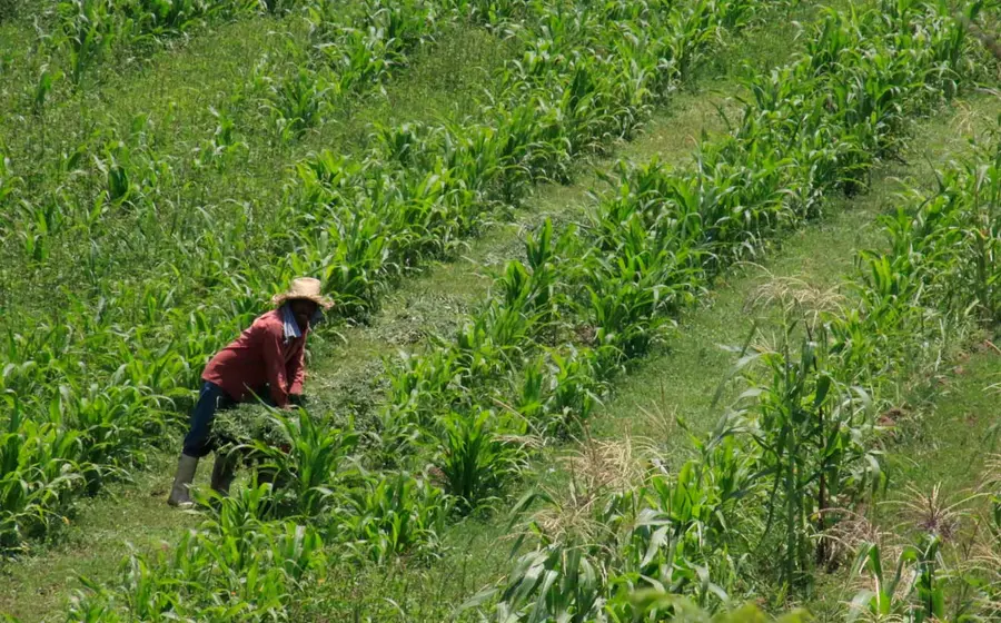 agricola 