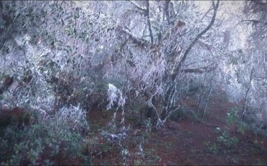 arbol-congelado