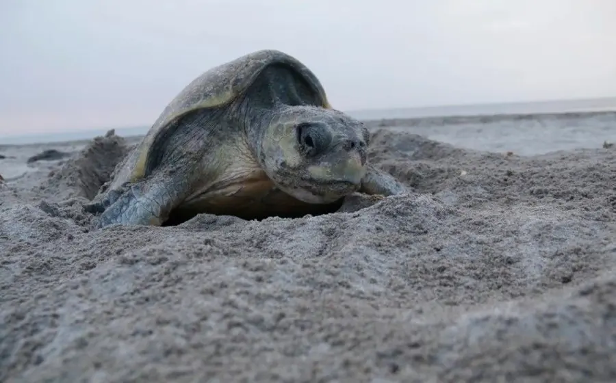 tortuga 