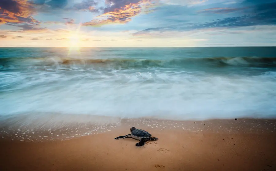tortugas 
