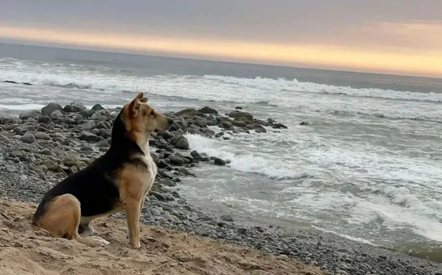 vaguito_perro