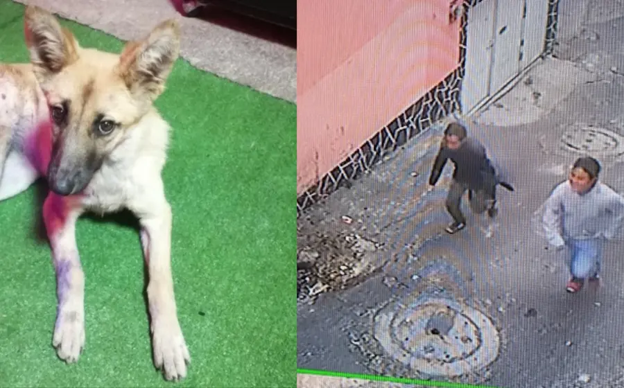 waffle_perrita_apuñalada