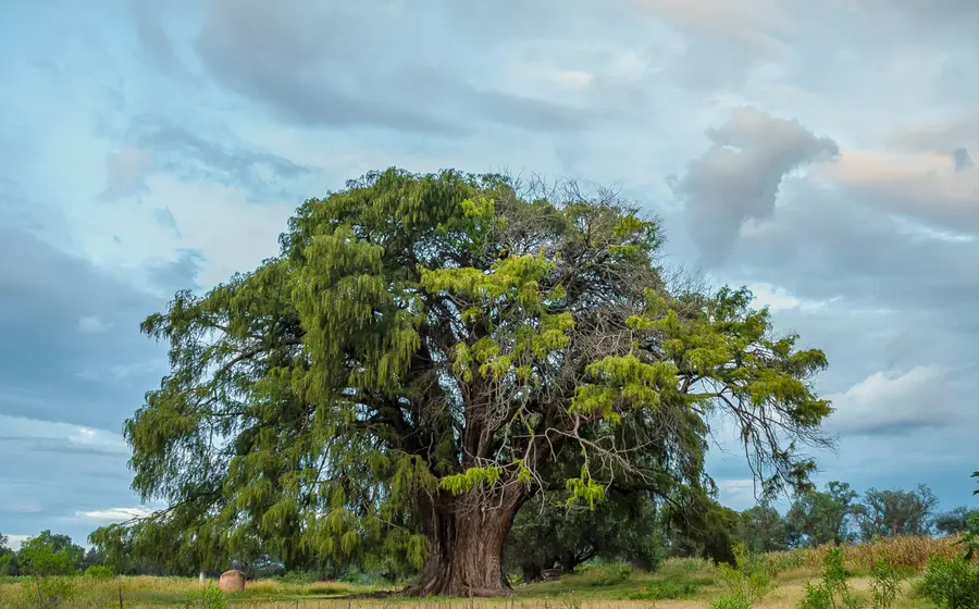 Árbol en medio de campo