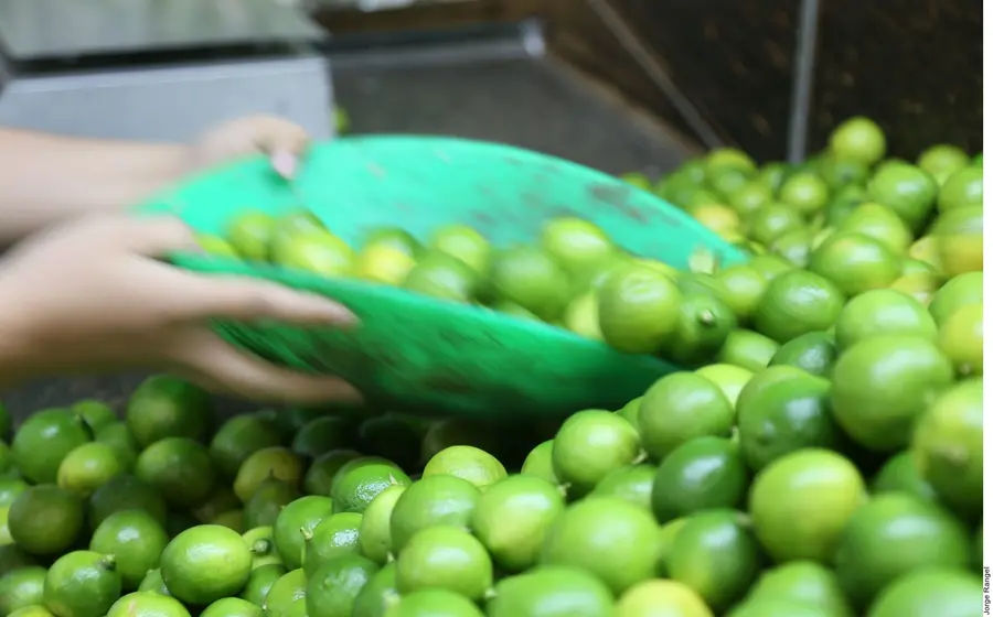 limones-en-bascula