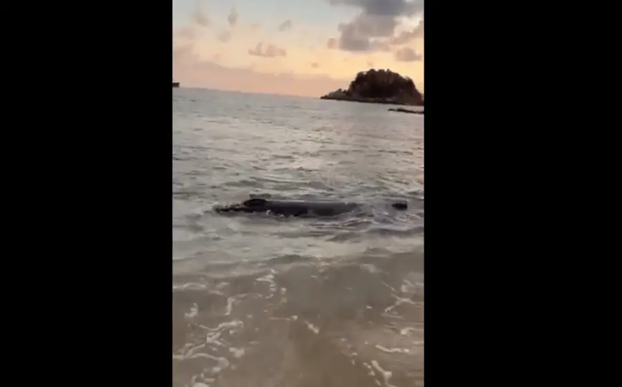 ballena_varada
