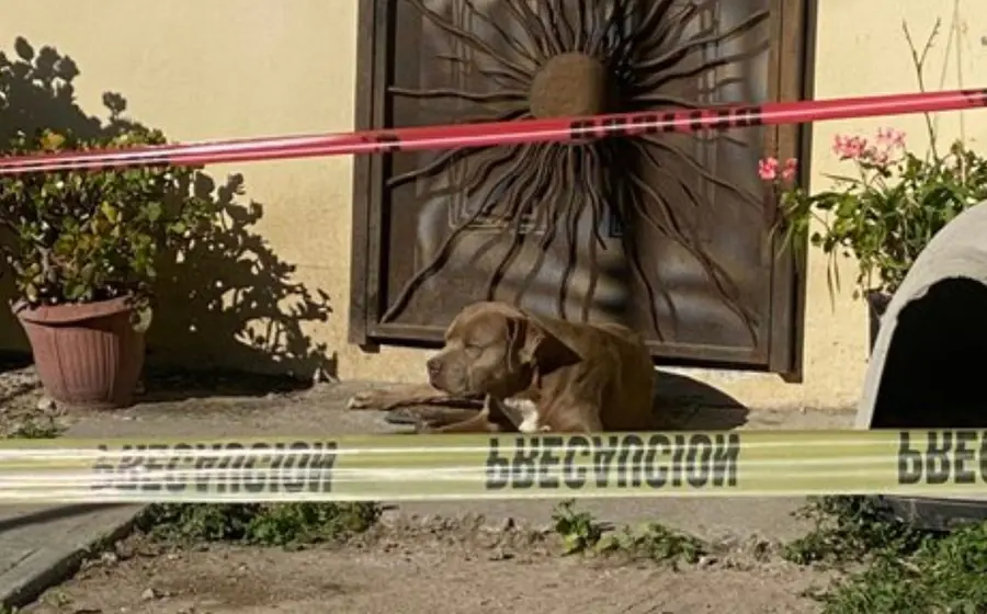 perro-en-escena-del-crimen