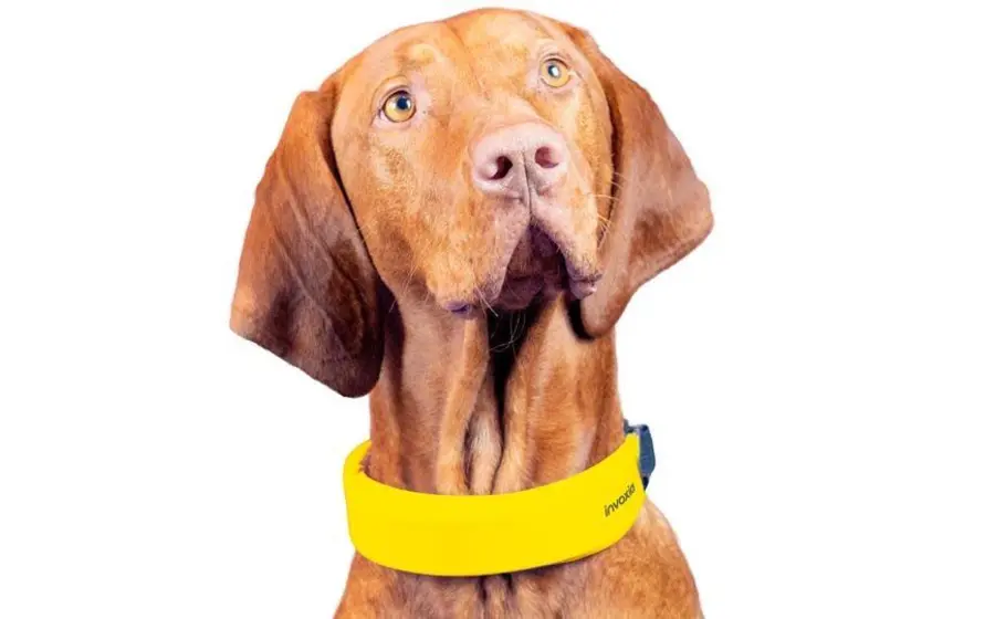 El dispositivo estará disponible inicialmente para perros de tamaño grande y mediano.