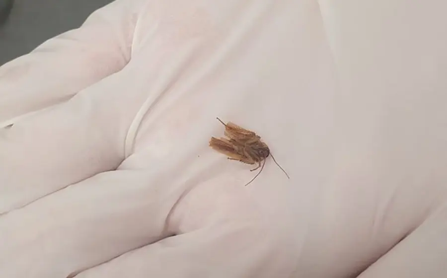 cucaracha en oído 