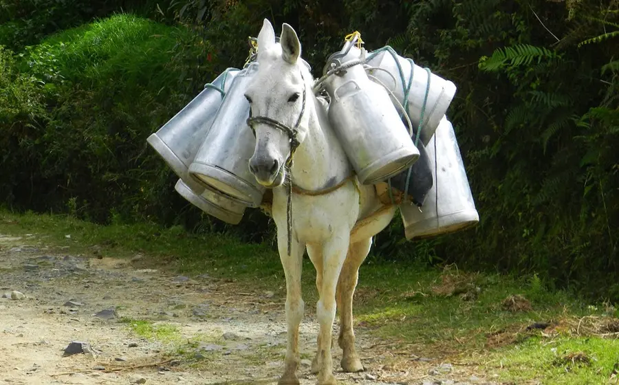 Burro cargando cosas