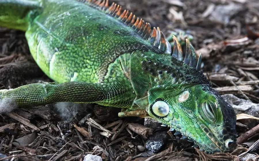 iguana_verde