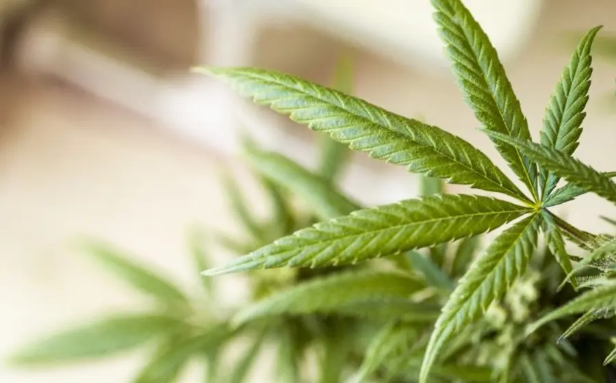 Planta de mariguana