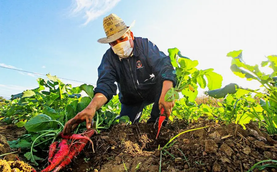 agricultor-cosechando-rabanos