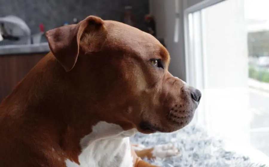 perro pitbull 