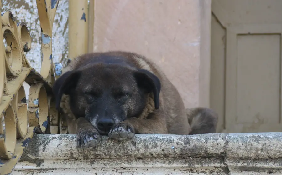 Perro de la calle