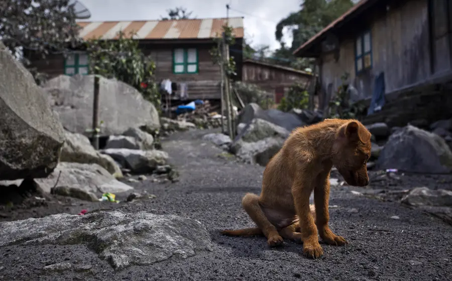 perros abandono 