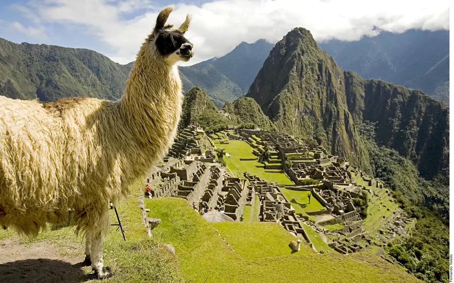 peru-llama