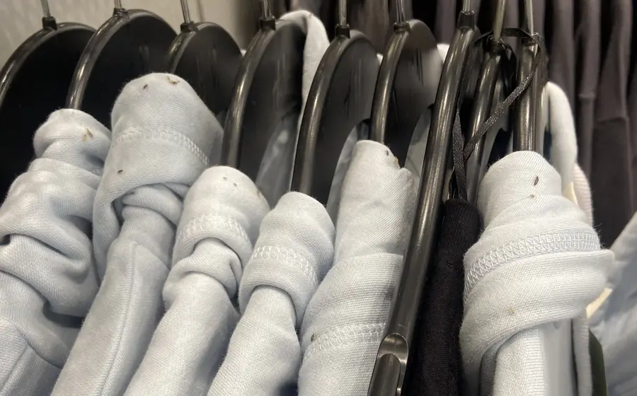 Sudaderas con piojos