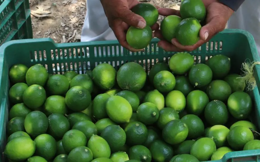Limones
