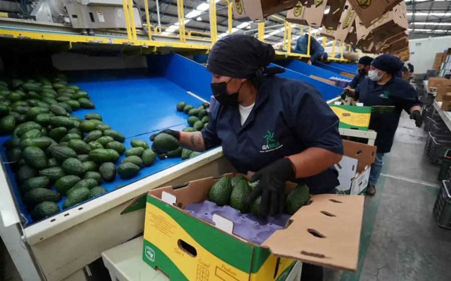 producción aguacate 